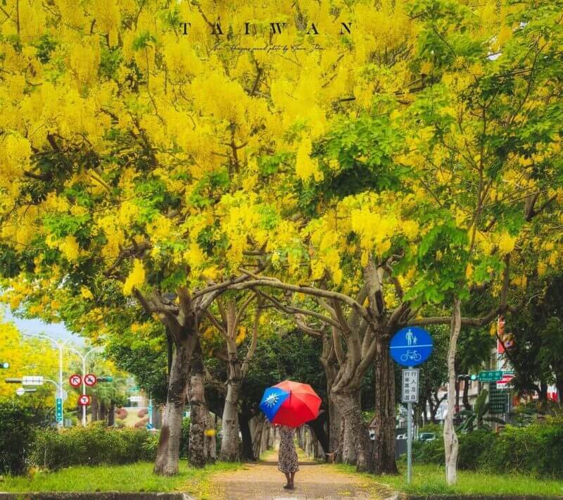 阿勃勒賞花｜興大綠園道｜台中景點