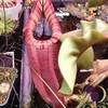 植物交流