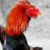 แวดวงไก่ชน (ซื้อ-ขายจัดมา)