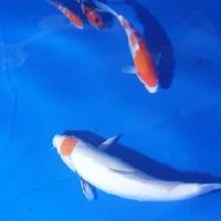 Good Koi House