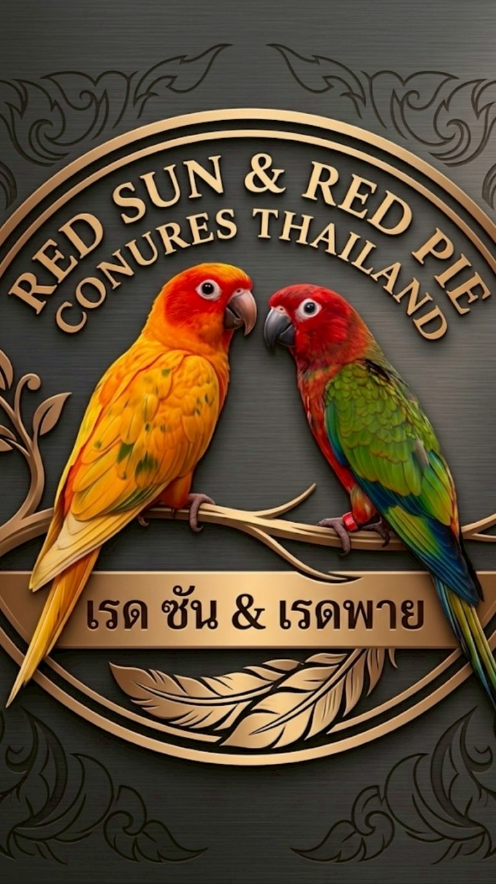เรดซัน & เรดพาย ซันคอนัวร์ Thailand