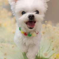 寵物飾品