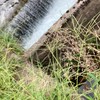 富山県ガサガサ好きな中高生集まれ！