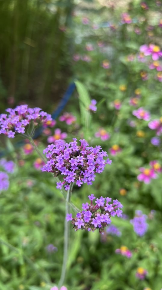 Green Lung Urban Farm 🐝OpenChat