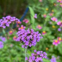 Green Lung Urban Farm 🐝OpenChat