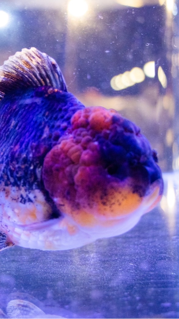 勞魚樂悠遊LoveUu