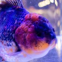 勞魚樂悠遊LoveUu