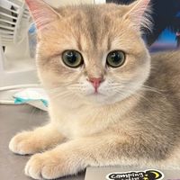 貓奴飼料團購