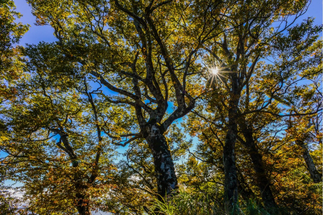 ９條宜蘭森林步道防疫秘境｜宜蘭森呼吸走步道防疫