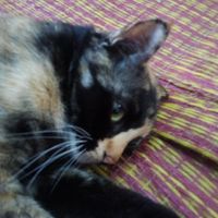 😺กลุ่มผู้รักแมว