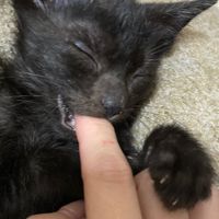 福岡🐾犬猫好きな人の集い💓