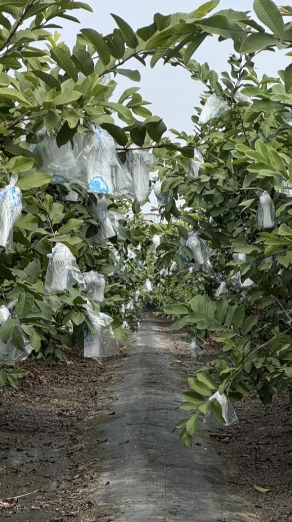 歸仁（仁壽宮）芭樂小農