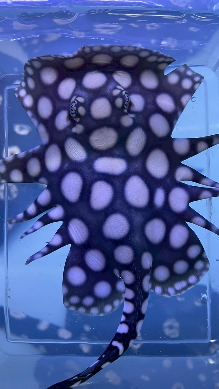 皇佳魟魚繁殖競標買賣討論分享群
