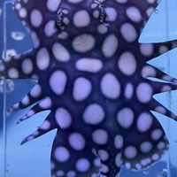 皇佳魟魚繁殖競標買賣討論分享群