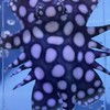 皇佳魟魚繁殖競標買賣討論分享群