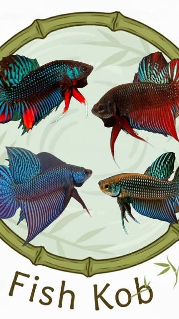 Fish Kob