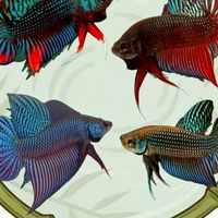 Fish Kob
