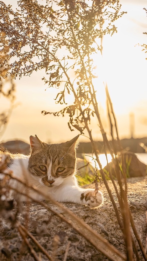 秋田 猫好きの集い 猫の情報交換 我が家の猫自慢のオープンチャット