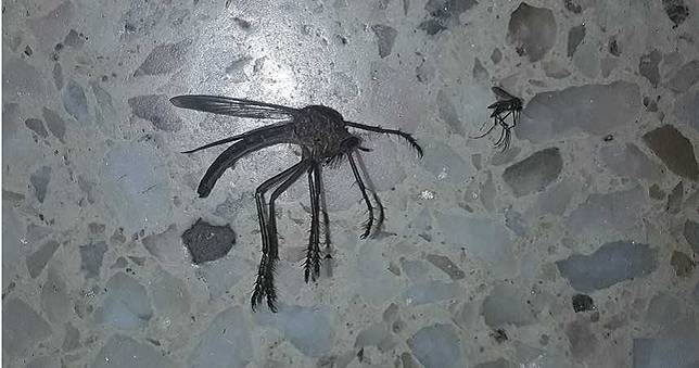 驚！阿根廷現「巨型蚊子」　比正常大10倍