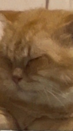 🩷บ้านแมวของม่อน✨  OPEN 08:00-04:00