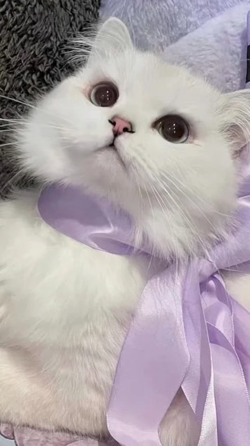 莓ㄉ代儲賺錢