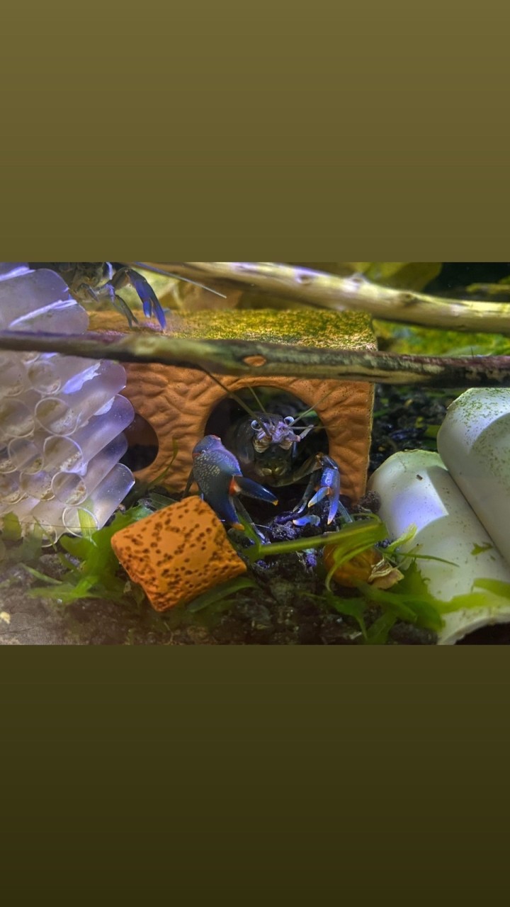 🐟佑穎水族🐟