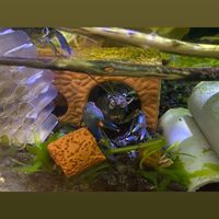 🐟佑穎水族🐟
