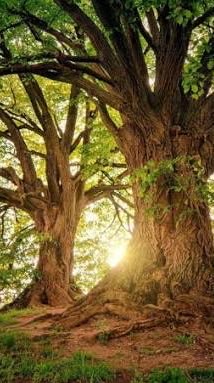 溫暖大樹🌳