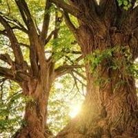 溫暖大樹🌳