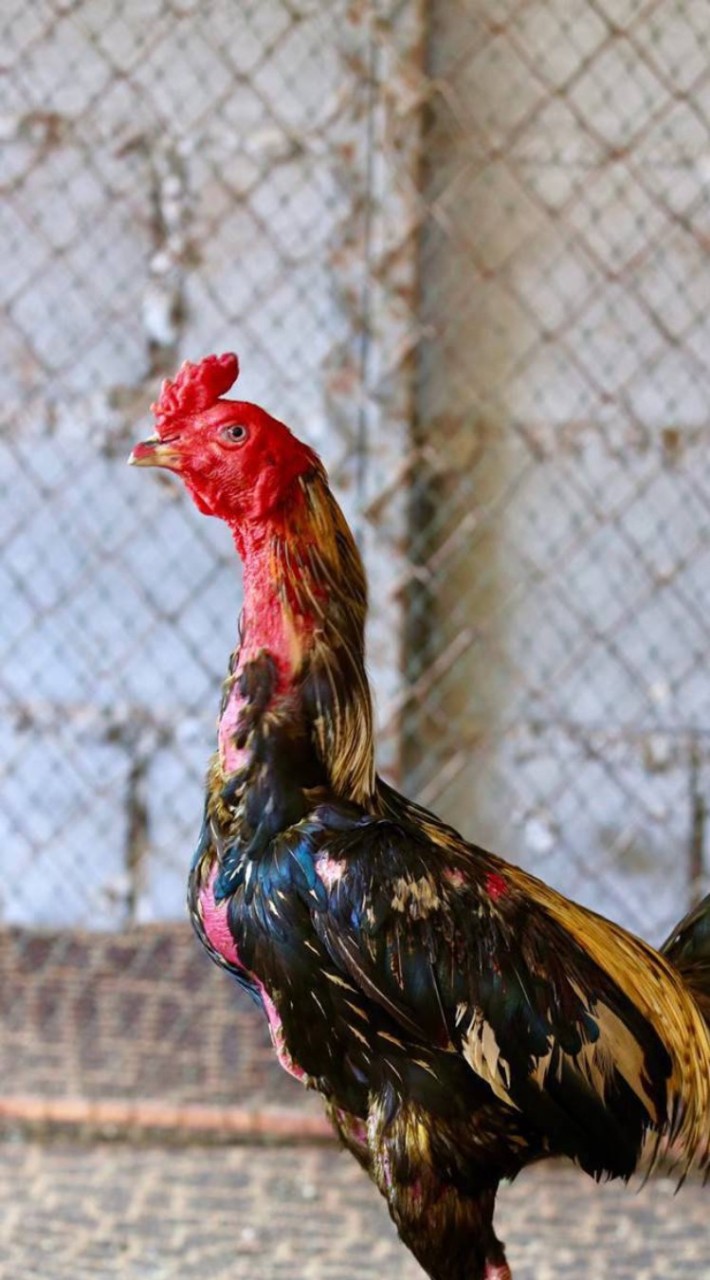 ไก่ชนพม่า2ภาค