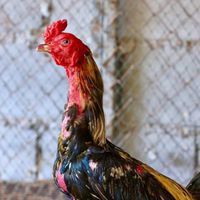 ไก่ชนพม่า2ภาค