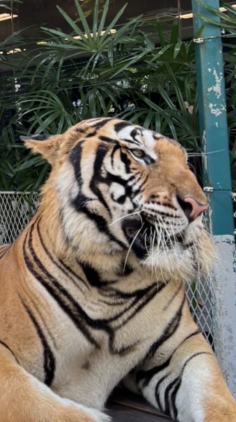 貓戰貓戰喵喵喵