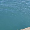 🎣極致家族🎣