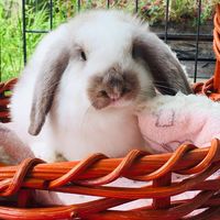 Lapincute🐰อวดกระต่าย