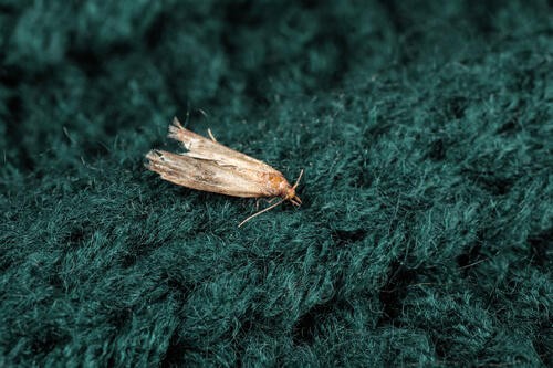 衣替えした服に 虫食い穴 を発見したら何をする 穴の補修から駆除方法まで解説 オリーブオイルをひとまわしニュース