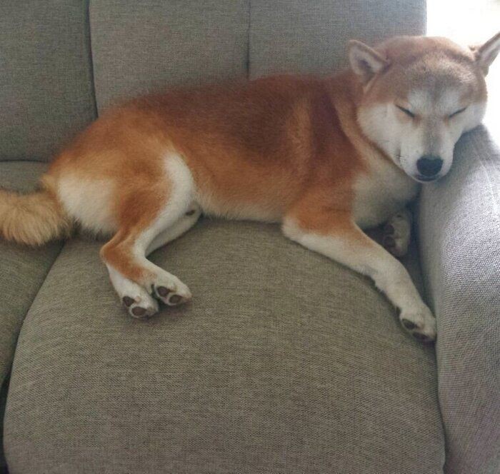 犬の鳴き声には謎がいっぱい 鳴き声トリビア 5選