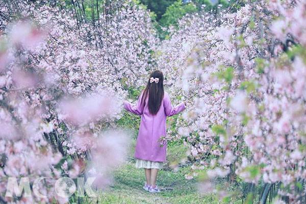 春日百花齊放拍美照 2月花海懶人包一次看 景點家 Line Today