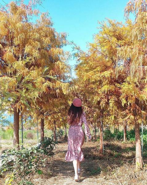 圖片來源：IG @nemo_pink_yi