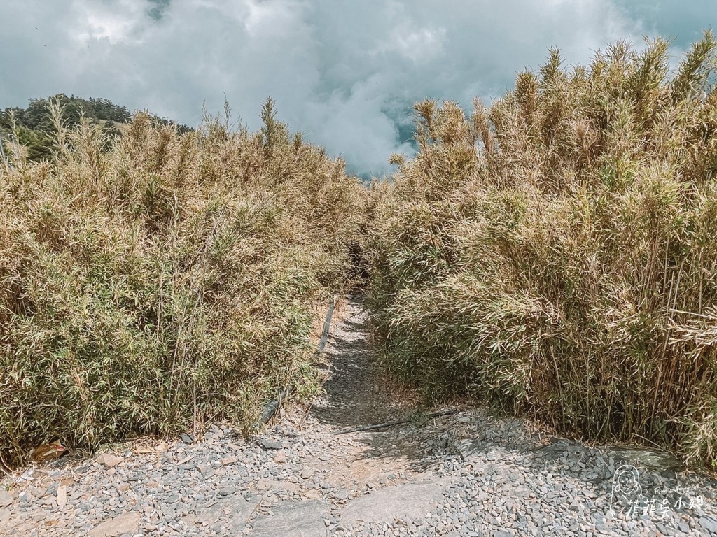 合歡山杜鵑花季 高山杜鵑 玉山杜鵑 賞花景點