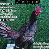 ซุ้ม ยี่งงอเจริญฟาร์ม