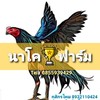 ซื้อขายไก่ชน เกรดชนแพง