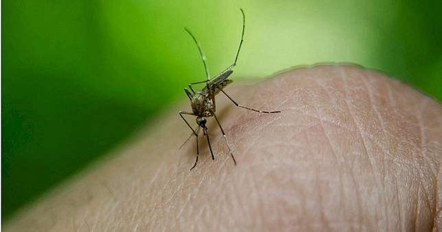 全世界首例！　41歲男疑透過性行為傳染登革熱