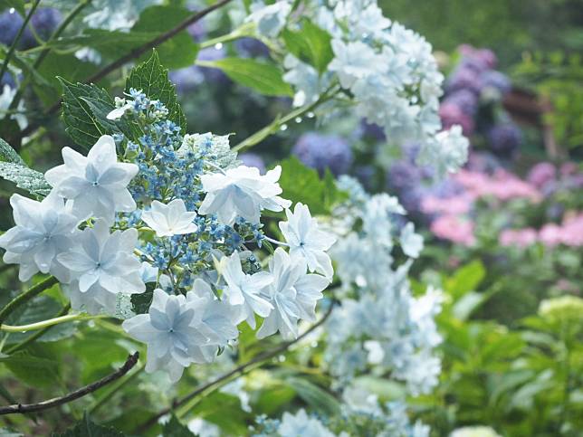 日本梅雨時節的嬌美身影 紫陽花 的4個有趣 小知識 旅色 Line Today