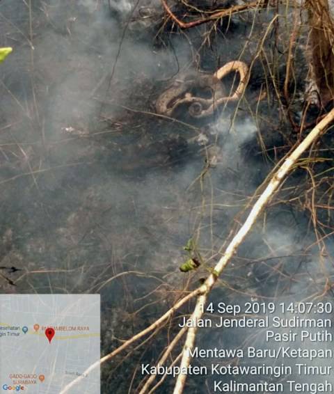 Fakta Soal Foto Anaconda Yang Mati Terbakar Di Hutan Kalimantan