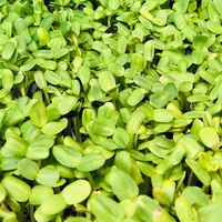 🌱งอกทำเงิน BY เมล็ดพันธุ์ทานตะวันงอก ตลาดไท ปทุมธา
