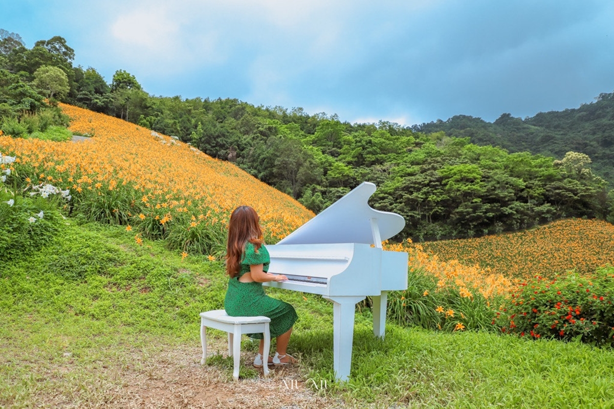 金黃花海攻占全台！５處金針花祕境：多達10萬株、北部最大、衝彰化免費拍爆