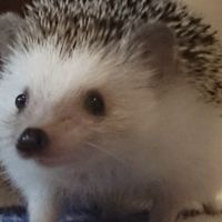 シーサー😾FX自動売買【ミライ】コミュニティ