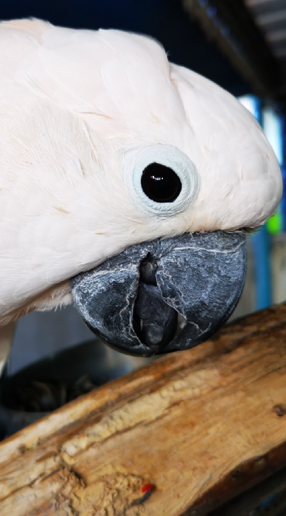 คุยเรื่อง​ birds​ birds​