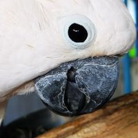 คุยเรื่อง​ birds​ birds​