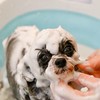 “🐕うちの子🐈‍⬛を守る選択肢”ラボ